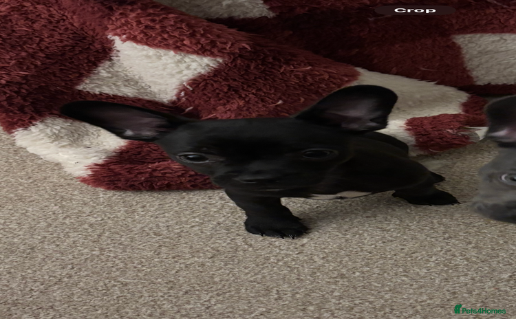 Mixed Breed dogs - Advert 8