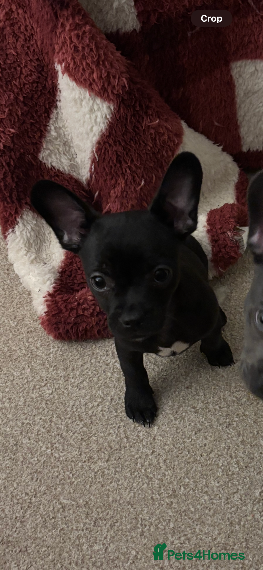 Mixed Breed dogs for sale: 6 month old French Bulldog/Chihuahua  - Image 1