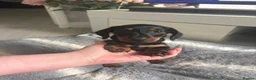 Miniature Dachshund dogs for sale: Beautiful miniature dachshund puppies  - Advert 21