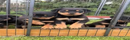 Rottweiler dogs for sale: Outstanding KC reg pups  - Advert 5