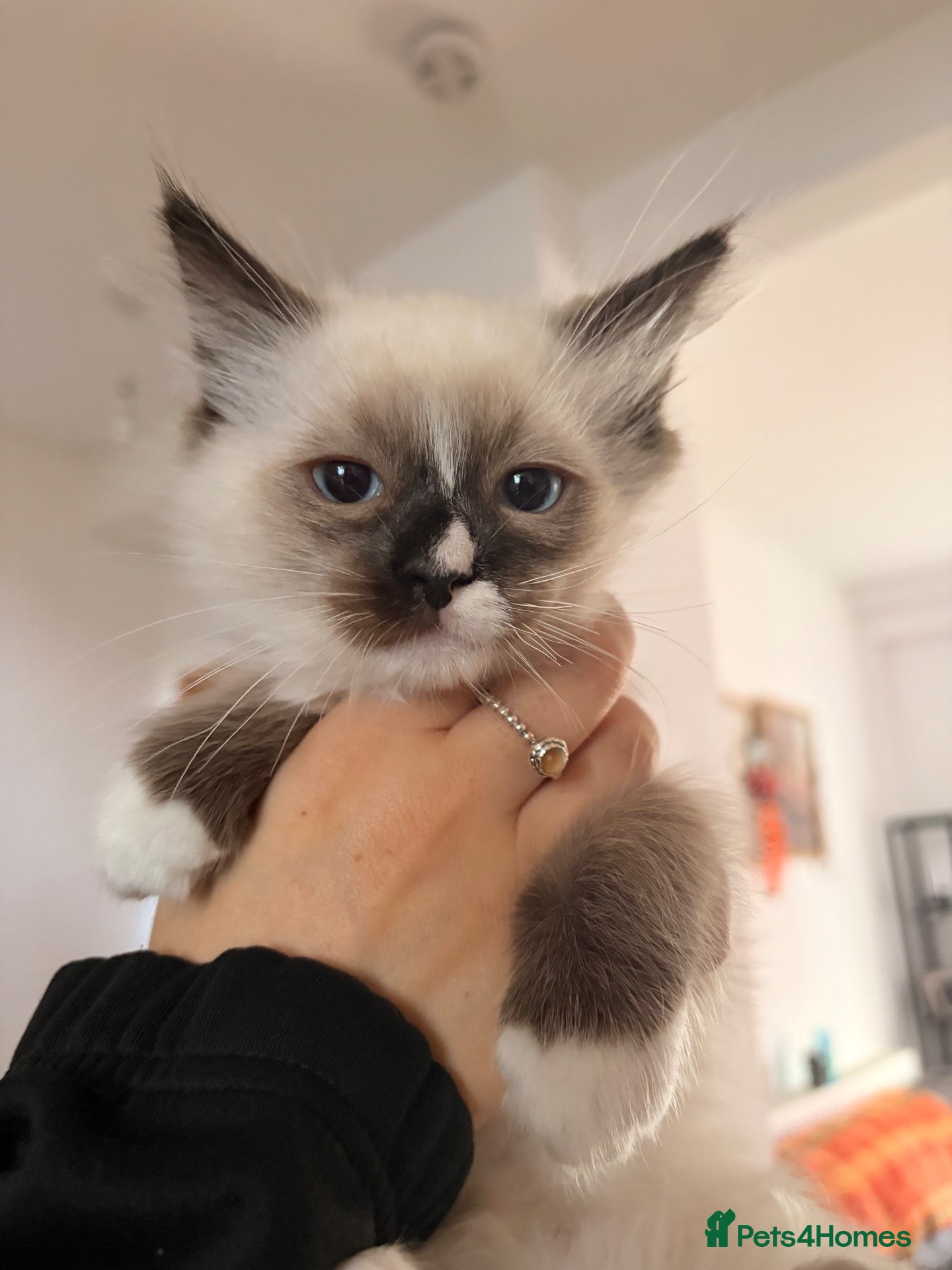 Ragdoll cats **Best Till Last Boy Ragdoll**  - Advert 1