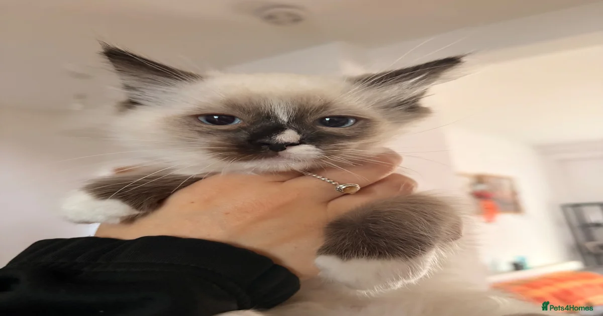 Ragdoll Kittens for sale in Llanelli, Carmarthenshire | Pets4Homes