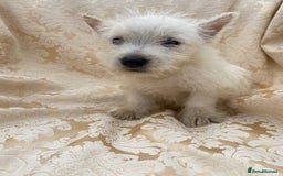 West Highland Terrier dogs for sale: West highland terriers - Image 2