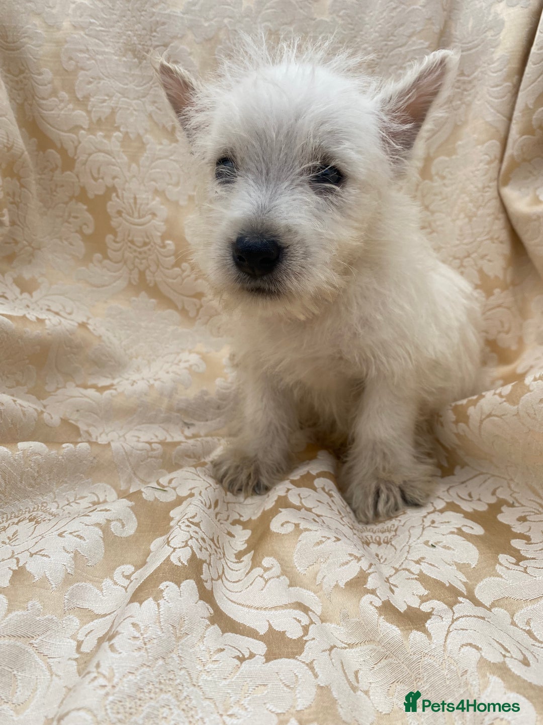 West Highland Terrier dogs for sale: West highland terriers - Image 2