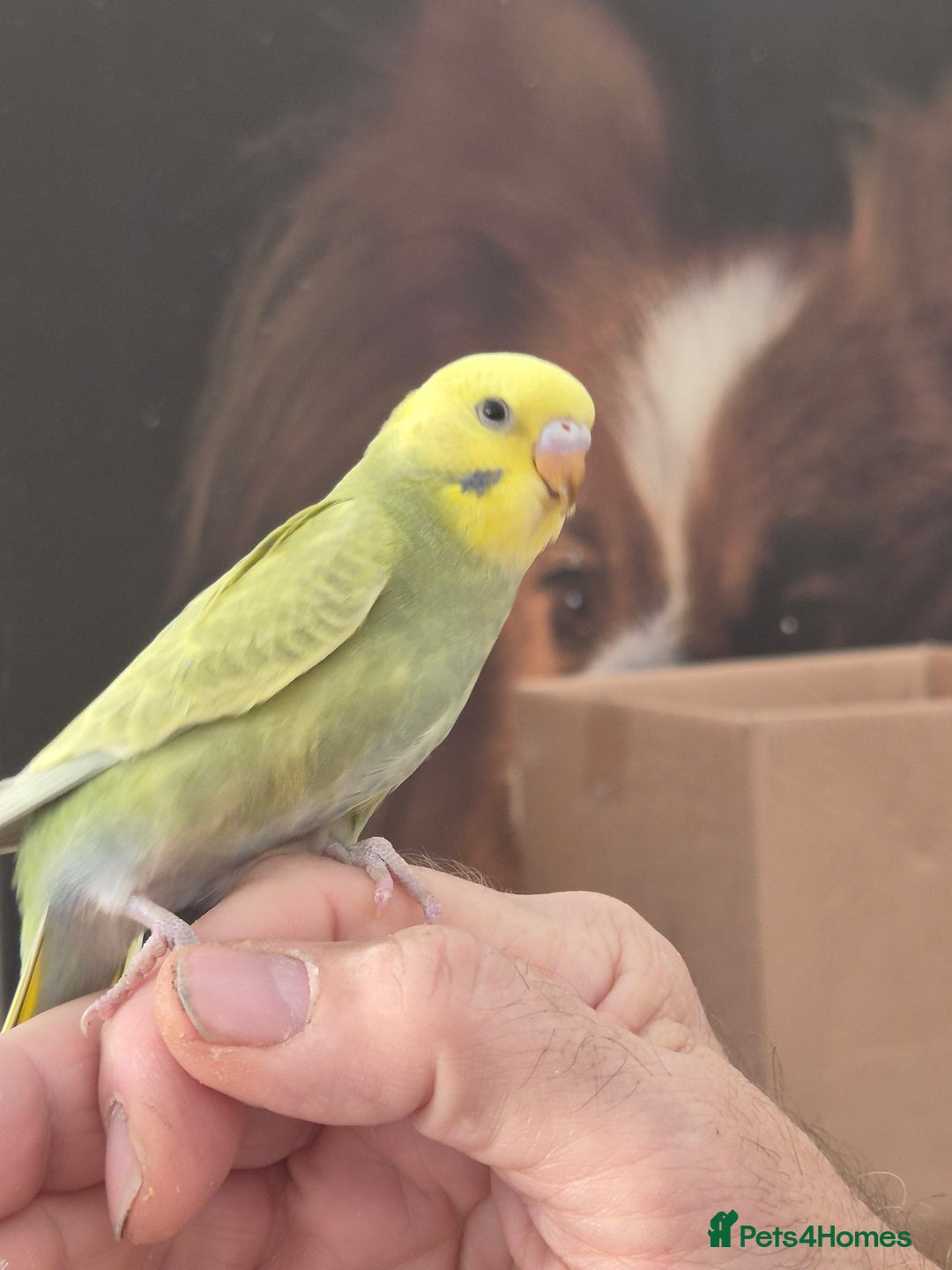 Budgerigars birds for sale: Baby Budgies - Advert 2