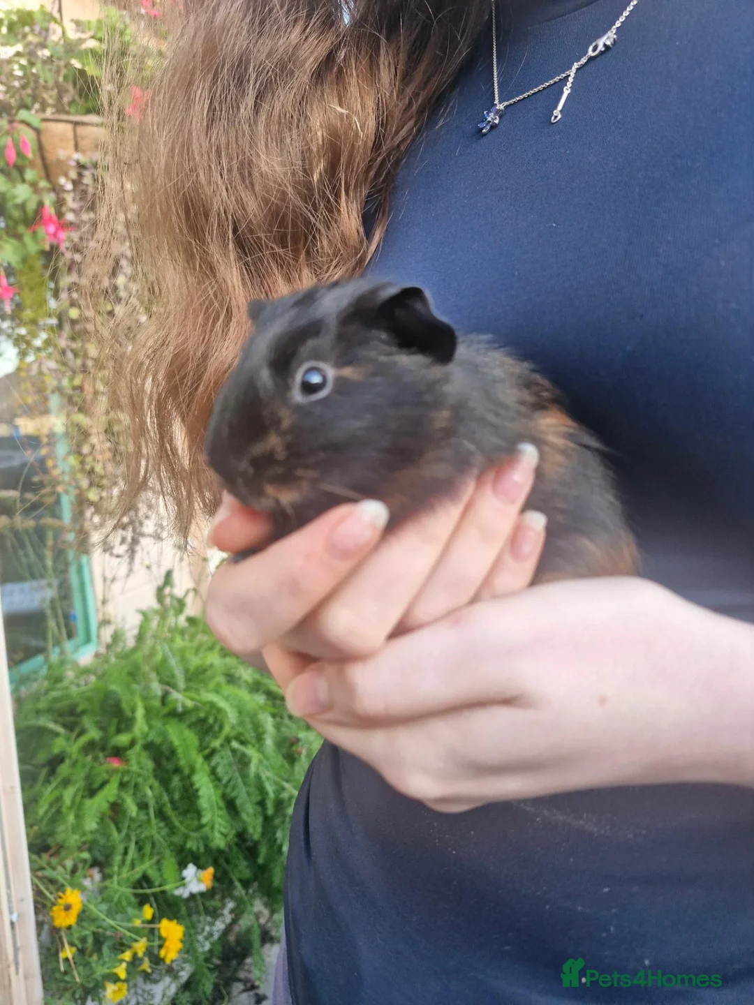 Guinea Pig rodents for sale: 4 week old male guinea pig in Blackpool - Advert 2