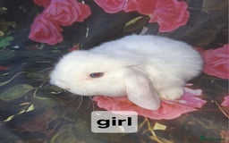 Mini Lop rabbits for sale: Mini lop baby rabbits - Advert 4