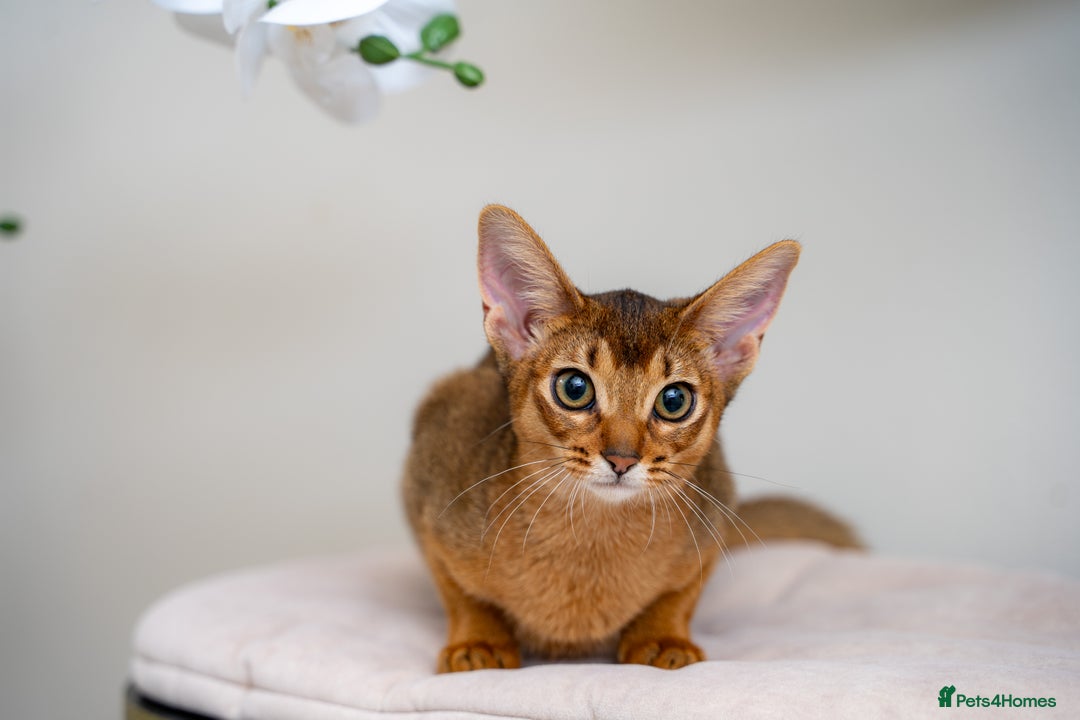 Abyssinian cats for sale: One of the Kind Abyssinian Girl-Champions Pedigree - Image 25