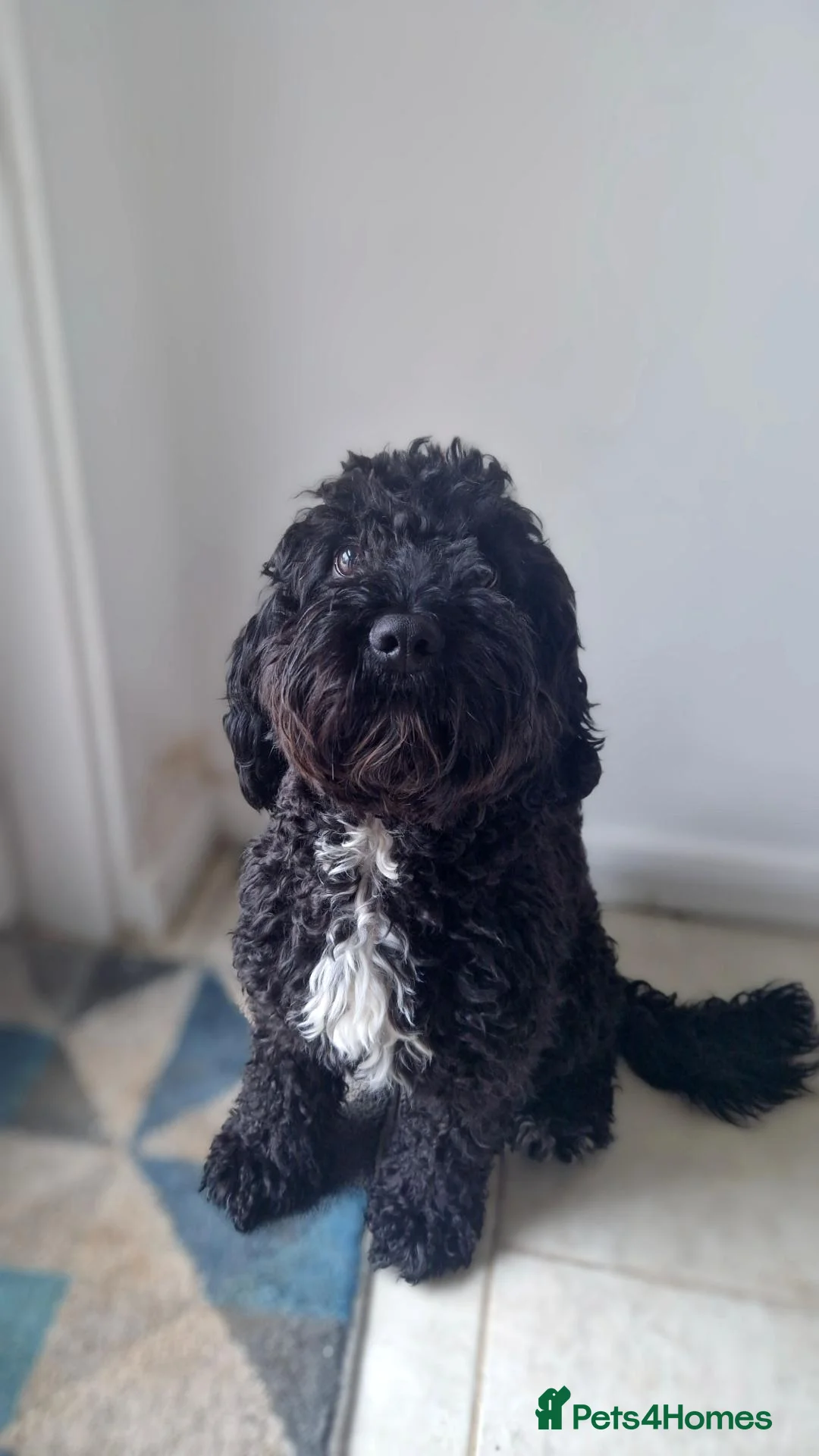Cockapoo dogs for sale: Bailey the miniature cockapoo  - Advert 2