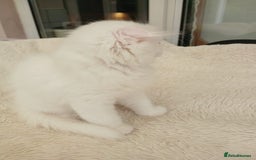 Scottish Fold cats for sale: Scottish folds with hearts of gold - Image 16