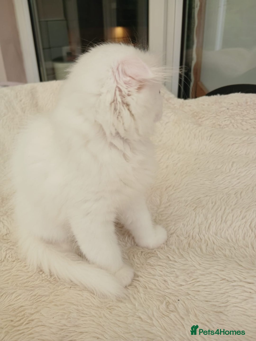 Scottish Fold cats for sale: Scottish folds with hearts of gold - Image 16