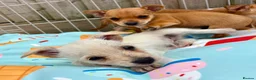 Mixed Breed dogs for sale: Jack Russell Cross Chorkie Puppies – Ready Now - Advert 8