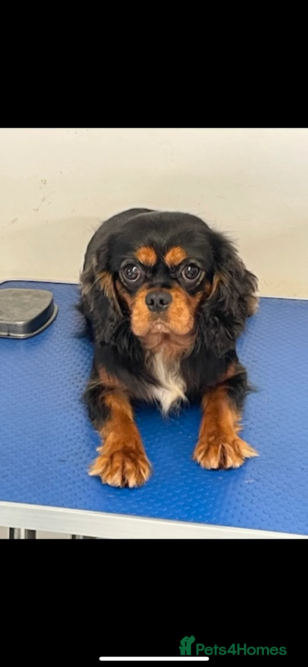 King Charles Spaniel dogs for stud: show quality King Charles cavalier for stud in Southport - Advert 6