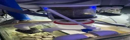 Goldfish fish for sale: reef marine fish tank  - Advert 11