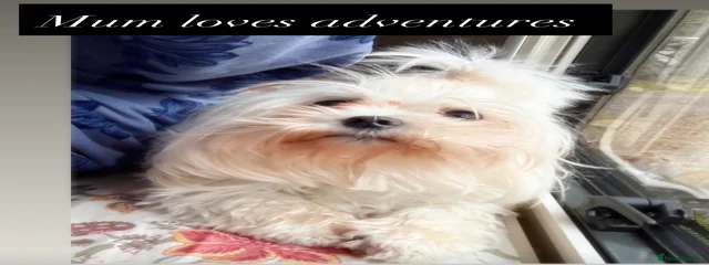 Lola 