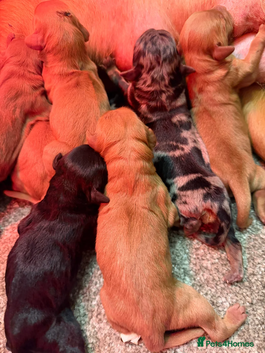 Mini Goldendoodle dogs for sale: Extensively health tested F1 goldendoodle puppies  - Advert 18