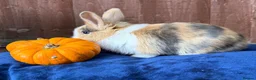 French Lop rabbits for sale: 5 Beautiful French lops  - Advert 20