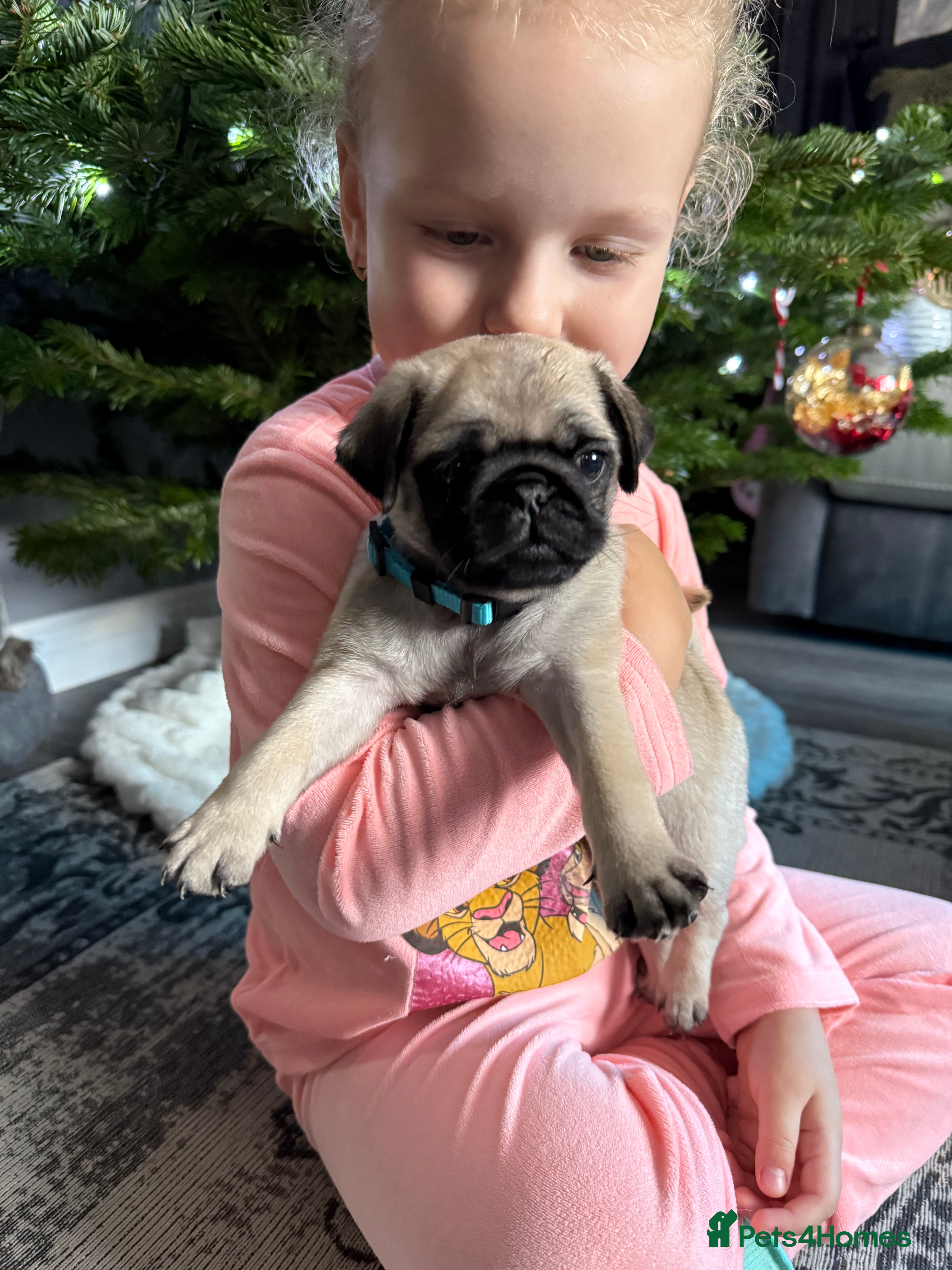 Pug dogs Two girls and one boy are available;)  - Advert 6