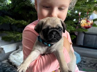 Pug dogs Two girls and one boy are available;) - Advert 6