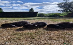English Lop rabbits for sale: 6 adorable bunnies £60 each ready for a fun home  - Image 6