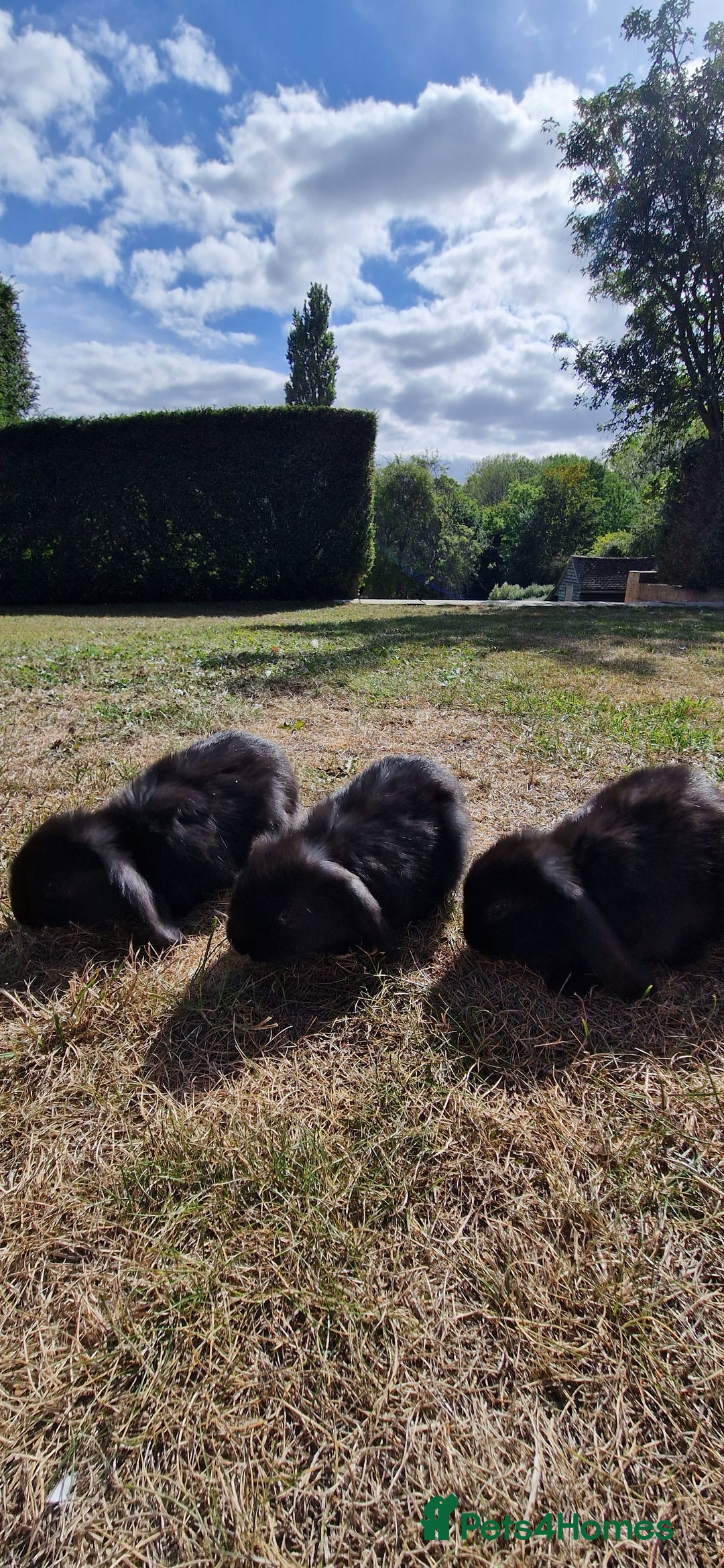 English Lop rabbits for sale: 6 adorable bunnies £60 each ready for a fun home  - Image 6