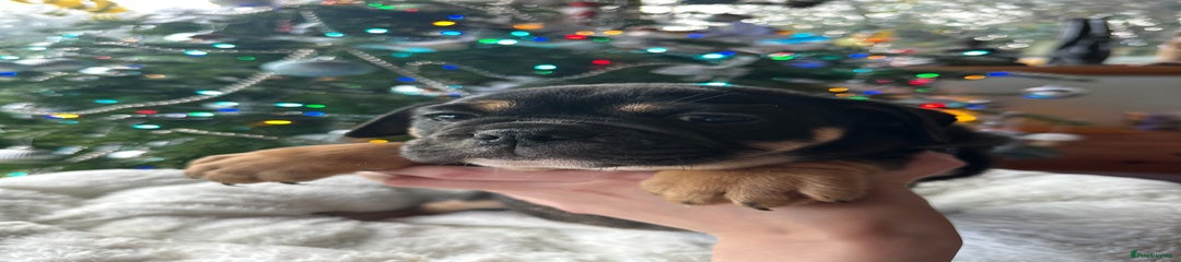 Old Tyme Bulldog Puppy 1