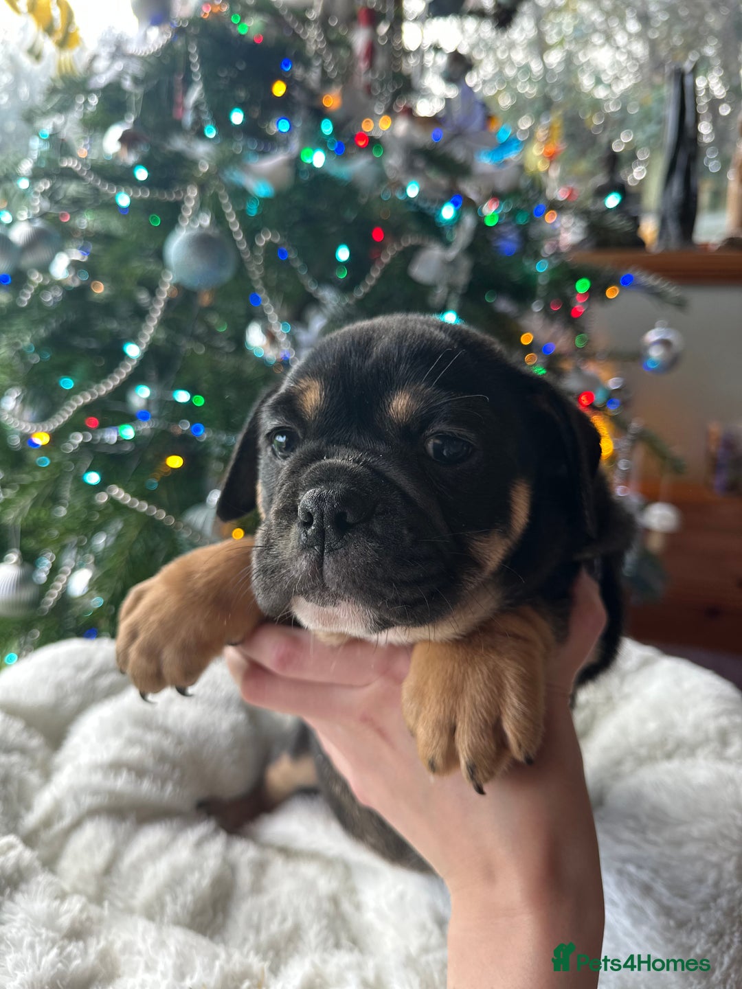 Old Tyme Bulldog dogs for sale: English bulldogs puppies  - Image 3