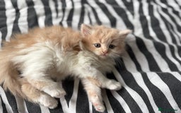 British Shorthair cats for sale: Gorgeous mixture of kittens.  - Image 9