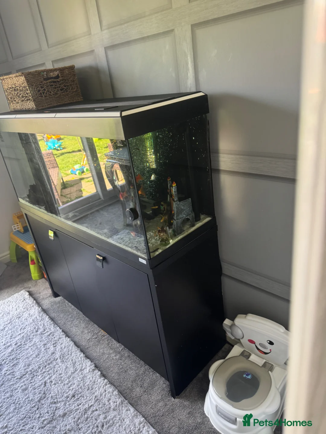 Fancy Goldfish fish for sale: Fancy goldfish with tank in Stockton-on-Tees - Advert 2