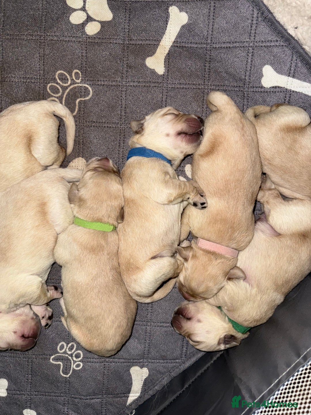 Goldador dogs for sale: 8 beautiful golden retriever x red lab puppies  - Advert 16