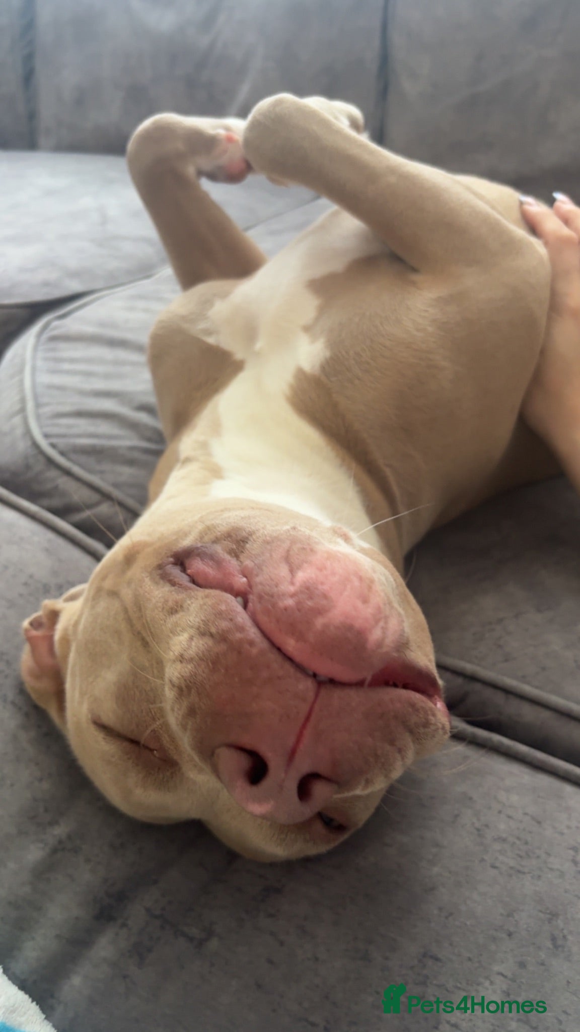 Mixed Breed dogs Nala 1 year old staffador  - Advert 6