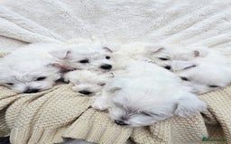 West Highland Terrier dogs for sale: Beautiful Westhighland Terrier Puppies  - Image 13