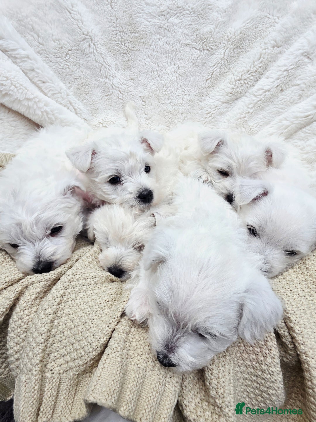 West Highland Terrier dogs for sale: Beautiful Westhighland Terrier Puppies  - Image 13