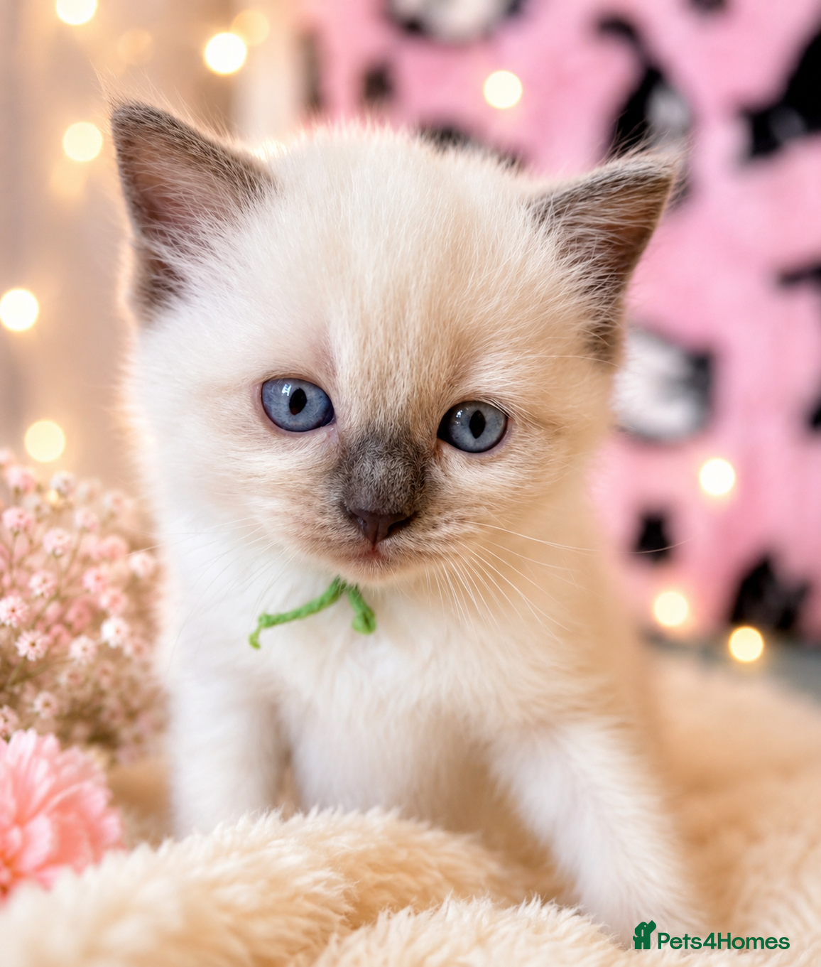 Ragdoll cats DNA Clear Blue Eyed Seal & Blue Point Ragdolls - Advert 12