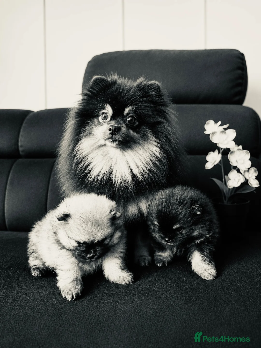 Pomeranian dogs for sale: Adorable teddy bear pomeranian - Advert 2