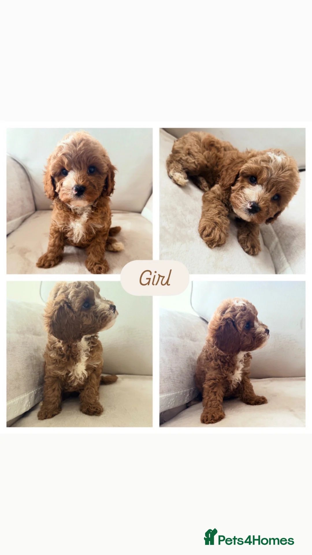 Cavapoo dogs for sale: Cavapoo babies 5 star licensed breeder  - Advert 7