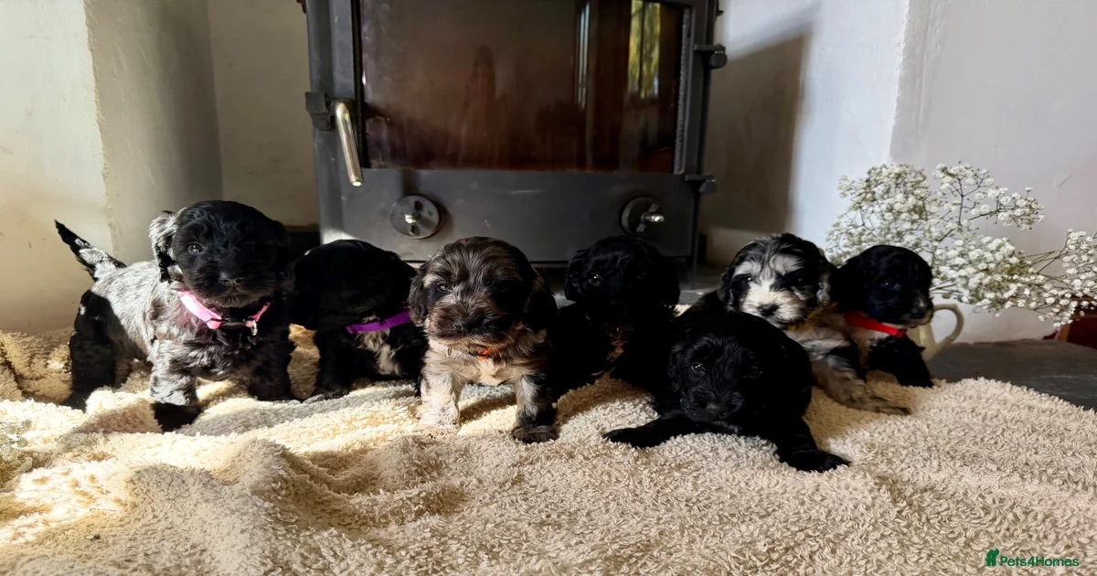 Health tested F1 Cockapoos for sale in Presteigne | Pets4Homes