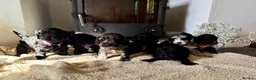 Cockapoo dogs for sale: Health tested F1 Cockapoos  - Advert 1