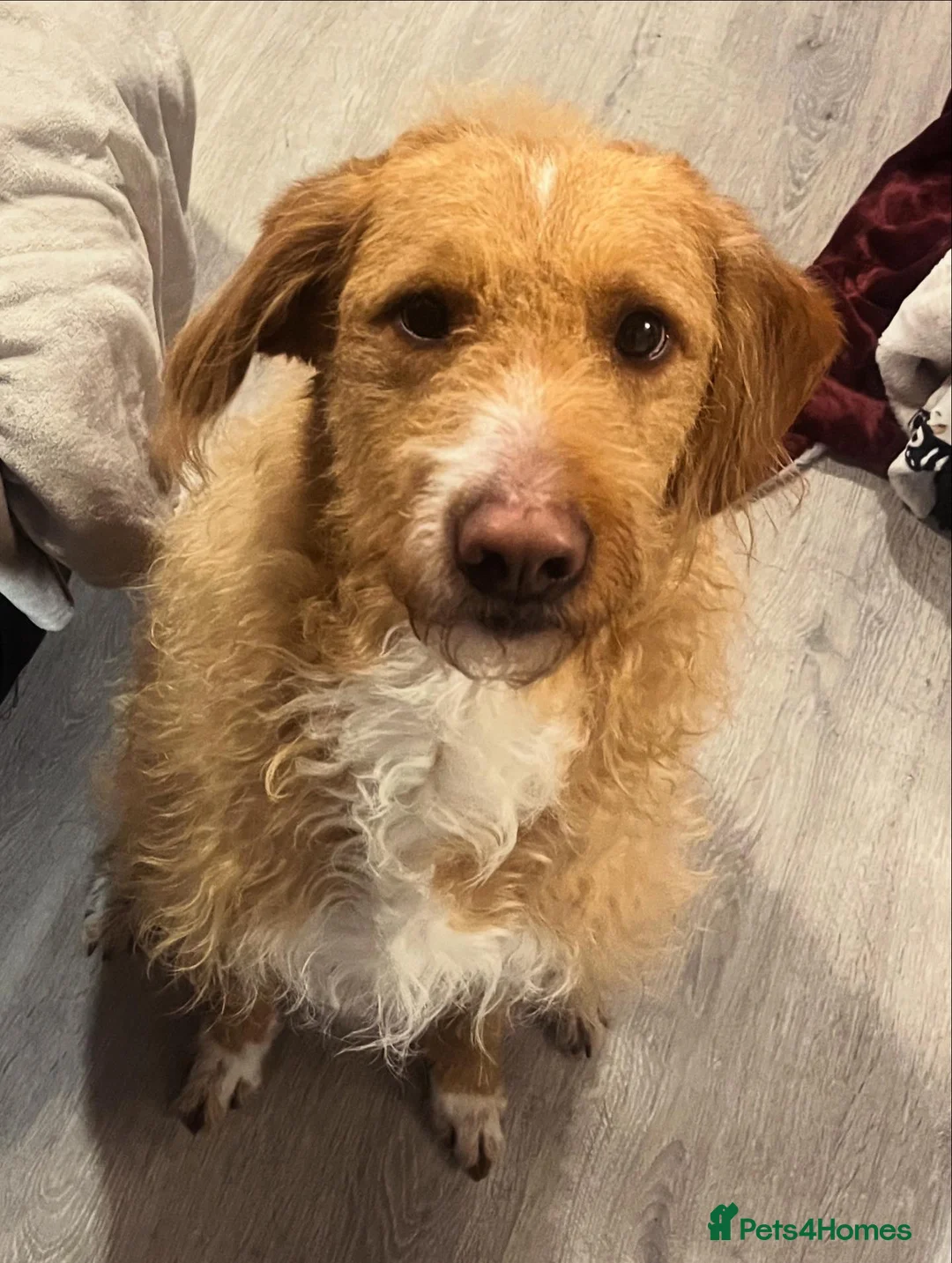 Borador dogs for sale: Borador looking for forever home - Advert 1