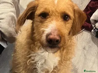 Borador dogs Borador looking for forever home - Advert 1