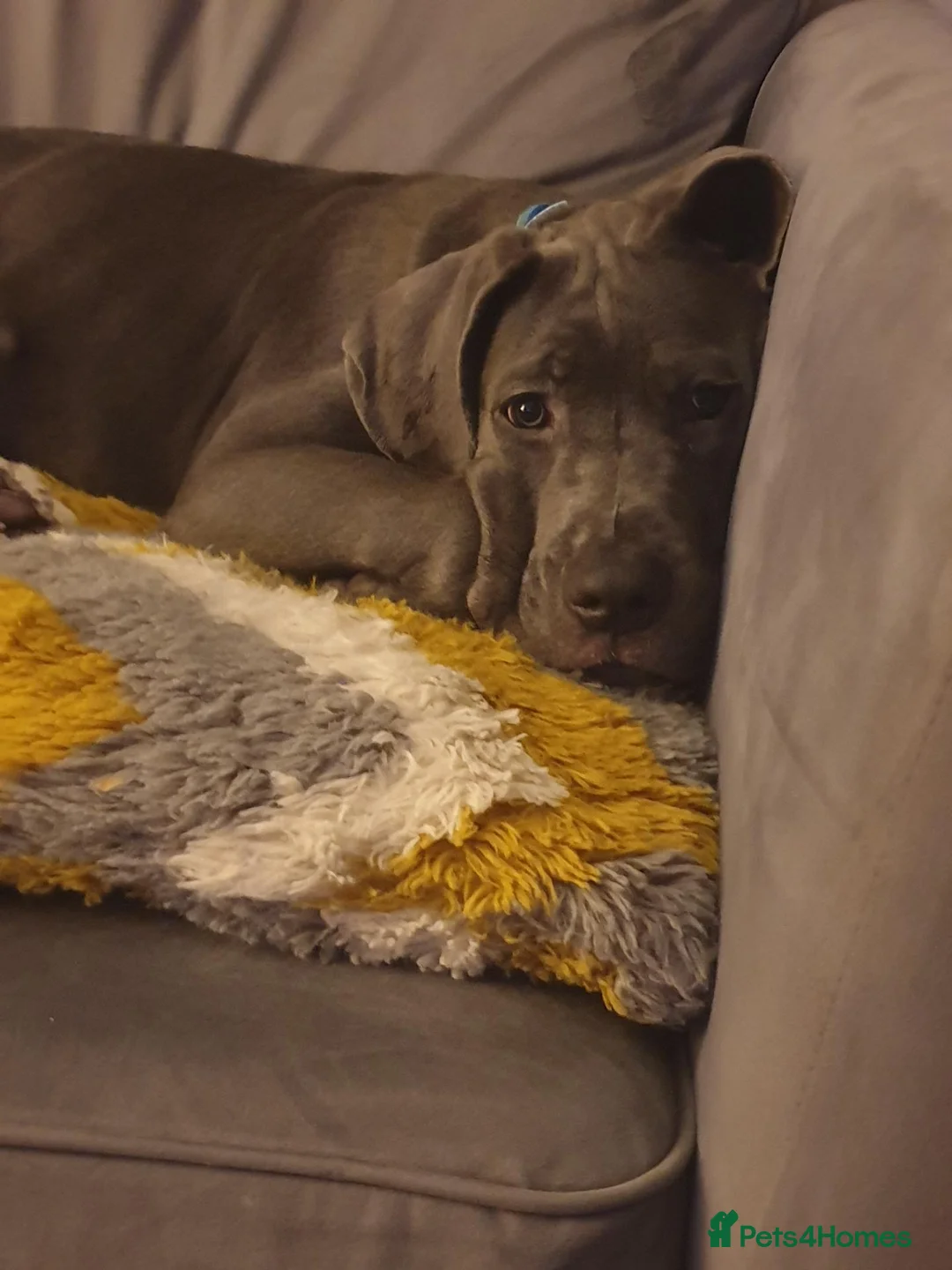Cane Corso dogs for sale: 18 week old blue cane corso puppy - Advert 2
