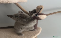 British Shorthair cats for sale: British Shorthair Kittens - Image 28