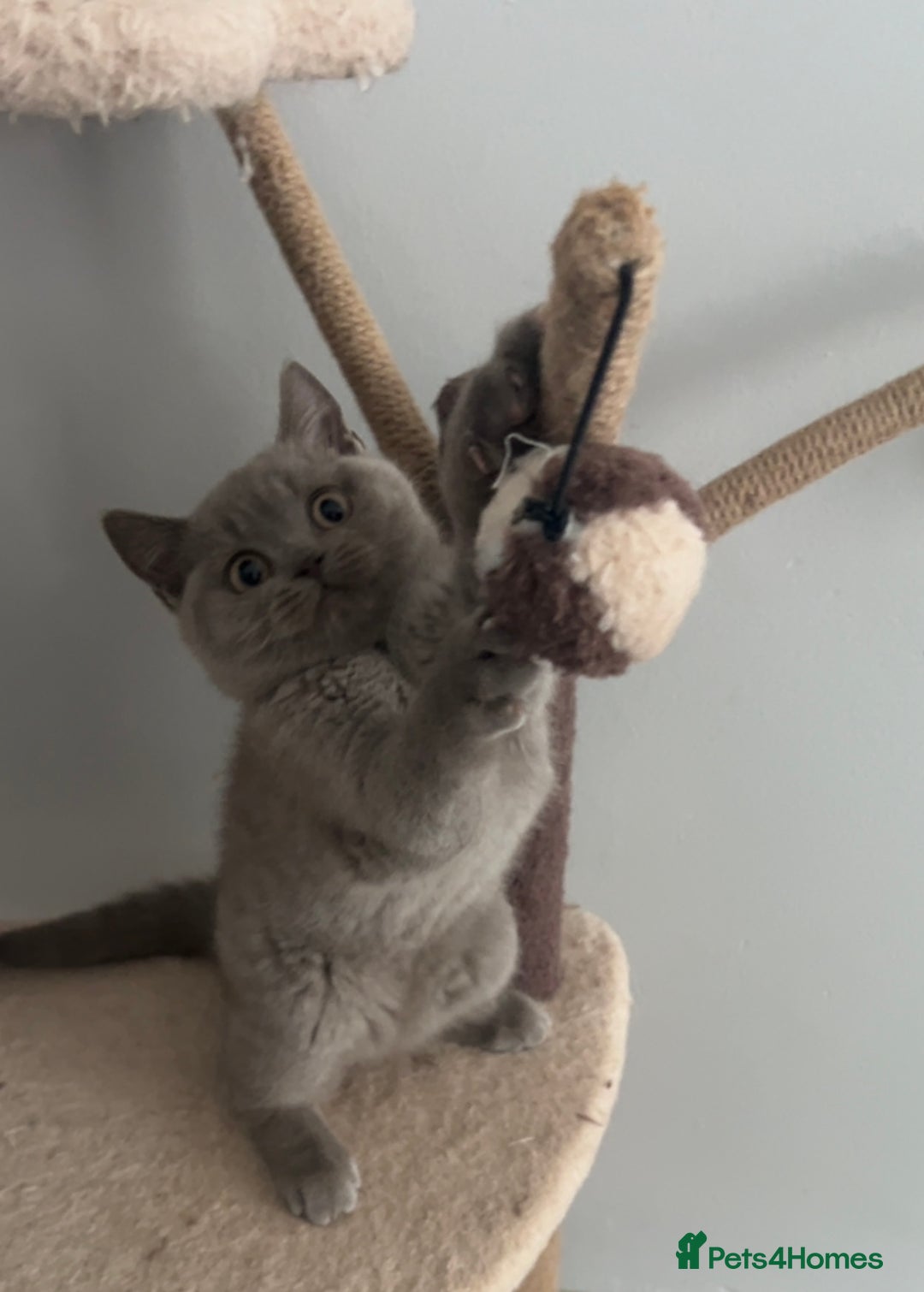 British Shorthair cats for sale: British Shorthair Kittens - Image 28