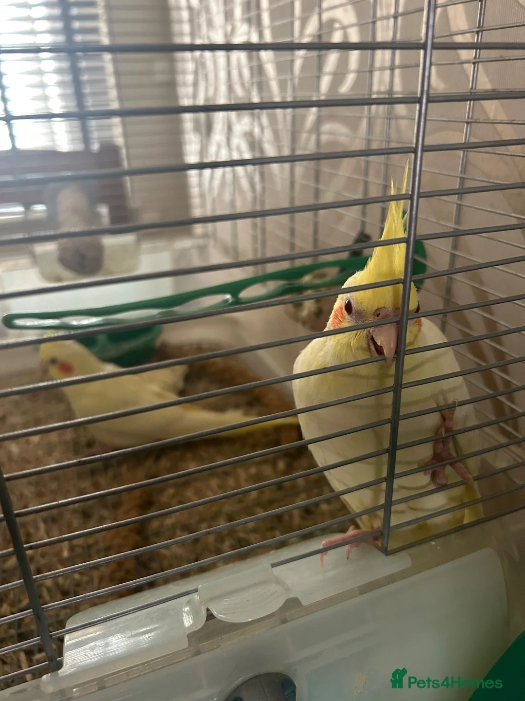 Cockatiels birds for sale: Lutino Cockatiels  in Ilminster - Advert 2