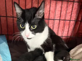 Mixed Breed cats Female Tux x Siberian Kitten for sale - Advert 3