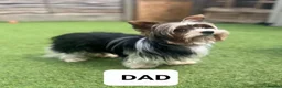 Biewer Terrier dogs for sale: Biewer terrier - Advert 3