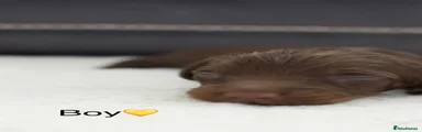 Dachshund Puppy 3