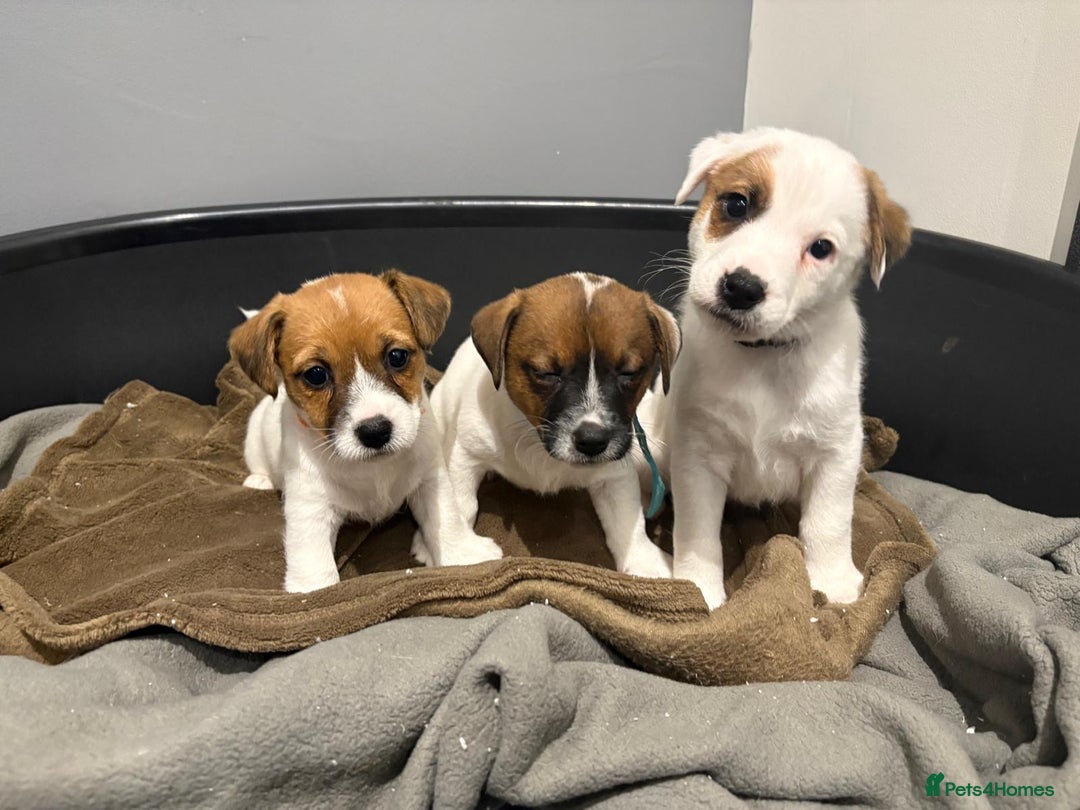 Jack Russell dogs for sale: Traditional old fashioned jack Russel puppies  - Advert 4
