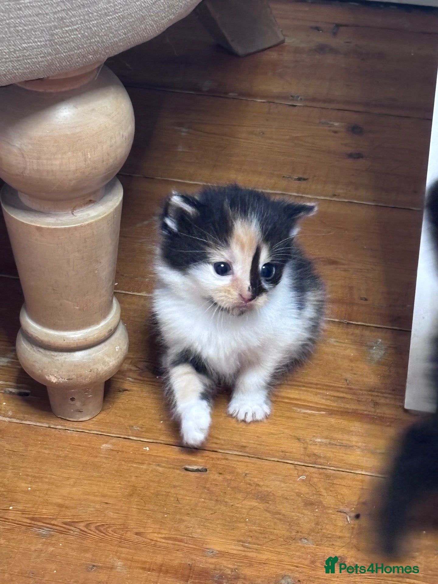 Mixed Breed cats Kittens beautiful MainecoonxBengal ready now!🐈🐈 - Advert 2