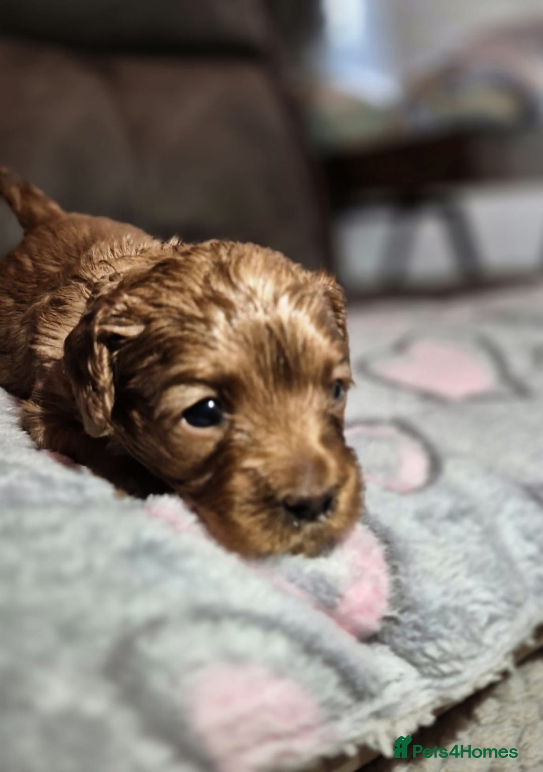 Cavapoo dogs for sale: ⭐️BEAUTIFUL INTENSE RED TOY CAVAPOO PUPPIES⭐️ - Image 4